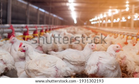 White chicken in smart farming business by auto feeding with yellow light background
