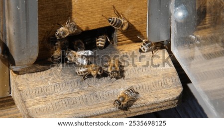 Similar – Image, Stock Photo many buzzing bees are working diligently on a honeycomb | noise