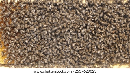 Similar – Image, Stock Photo many buzzing bees are working diligently on a honeycomb | noise