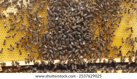 Similar – Image, Stock Photo many buzzing bees are working diligently on a honeycomb | noise