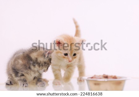 one of two adorable furry kitten observing cat food from the bowl on background, happy animal concept