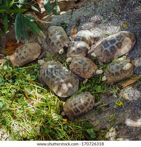 family tortoises eats grass, National Park of Thailand
