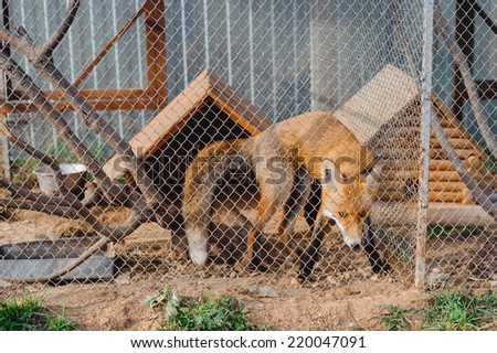 red fox in the cage looking through the bars