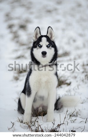 siberian husky dog with blue eyes outdoor in winter