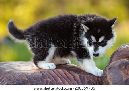 cute puppy of alaskan malamute dog in summer
