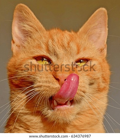 Similar – Image, Stock Photo Kitty II Cat feline Pelt