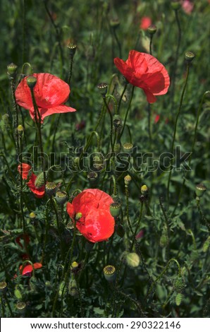 Bright red poppies on the meadow on a sunny day