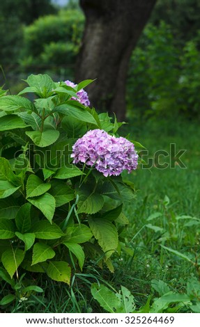 Hydrangea,Big-leaf Hydrangea,Laurustinus,beautiful purple  flowers blooming in the garden in summer