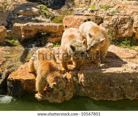 Three bears in Jerusalem Zoo