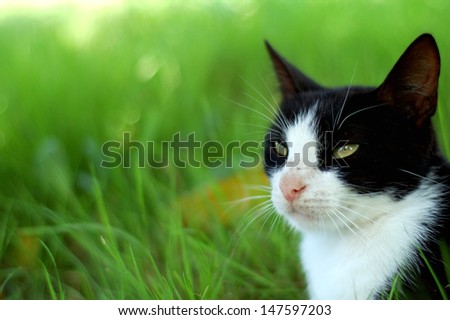black and white cat. background is green - grass. outdoor photography.
