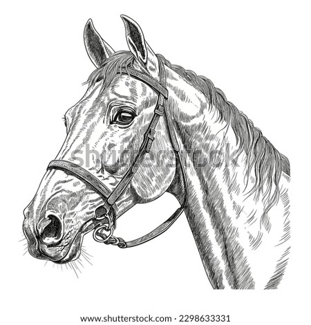 Horse face drawn in black and white style. vector illustration, white background, label, sticker, t-shirt design