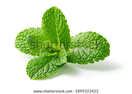 Similar – Image, Stock Photo Melissa leaf Leaf Mint