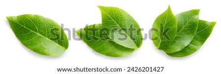 Similar – Image, Stock Photo green walnuts on the tree