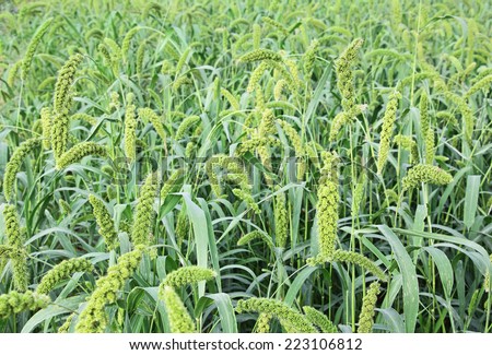 Ripening Foxtail Millet field. Millet is used as food, fodder and for producing alcoholic beverages. India is largest producer of millet in the world.