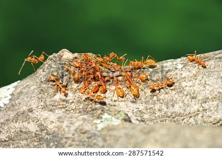 Group of ants as a team carrying their food home