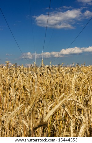 Wheat field with Electric power lines on a blue sky background