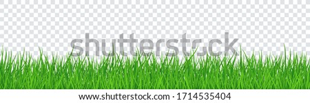 Green Grass Isolated Transparent background ストックフォト © 