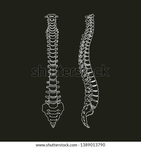 White silhouette of human spine isolated on black background Vector Illustration