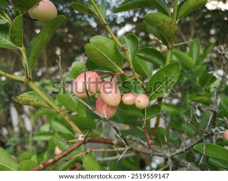 Similar – Image, Stock Photo Health l fresh currants