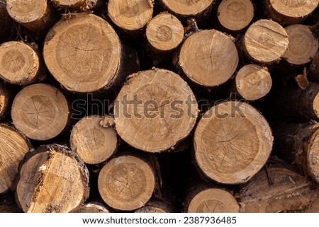 Similar – Image, Stock Photo Close-up of industrious forest ants on a piece of wood in the wild