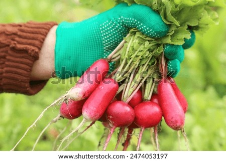 Similar – Image, Stock Photo Female hand with radish in hand in a fruit shop