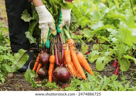 Similar – Image, Stock Photo A farmer on a tractor works in the field. Milling soil, crushing and loosening ground before cutting rows. Farming, agriculture. Preparatory earthworks before planting a new crop. Land cultivation