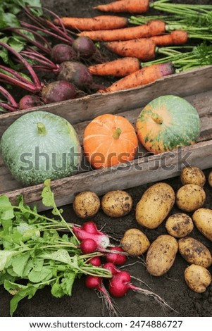 Similar – Image, Stock Photo Fresh organic pumpkin harvest