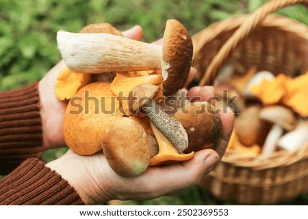 Similar – Image, Stock Photo Autumn wild mushrooms on purple tabletop. Edible honey fungus