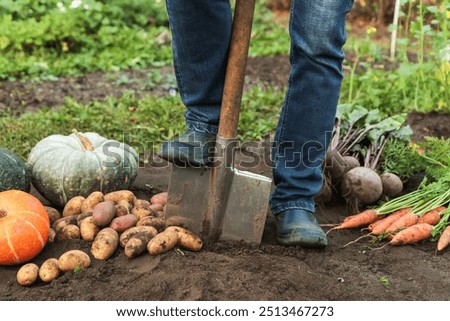 Similar – Foto Bild Frische Ernte Bio Kartoffeln Selbstversorgung