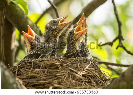 Similar – Foto Bild Amsel im Sonnenschein