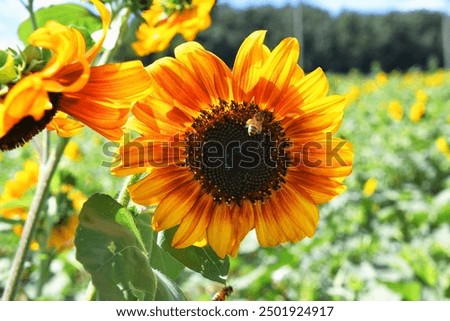 Similar – Foto Bild Schöne Sonnenblumen im Feld natürlicher Hintergrund, Sonnenblume blüht.