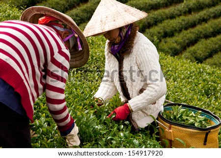 DA LAT, VIET NAM, ASIA - JULY 31. Vietnamese workerpick tea leaves (leafs) on tea farm, the large green tea plantation in harvest stage in Dalat, Vietnam, Asia on July 31, 2012