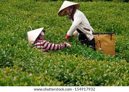 DA LAT, VIET NAM, ASIA - JULY 31. Two tea picker pick tea leaves (leafs) on tea farm, the large green tea field in harvest stage in Dalat, Vietnam, Asia on July 31, 2012