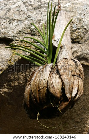Orchid plant in dried coconut peel as a pot and hang on the stone wall