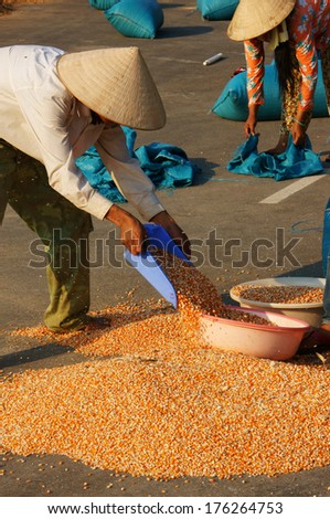 DAKLAK, VIETNAM- FEB 6: People collect maize of a good crop after dry corn on drying ground , yellow corn kernel dried ready for foodstuff pruduce , Viet Nam, Feb 6, 2014