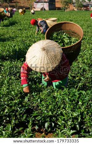 THAI NGUYEN, VIETNAM-  FEB 24: People pick tea leaf on agricultural plantation, tea leave is good, healthy drink, picker working at day, carry basket, pick green leaf to harvest, Vietnam, Feb 24, 2014