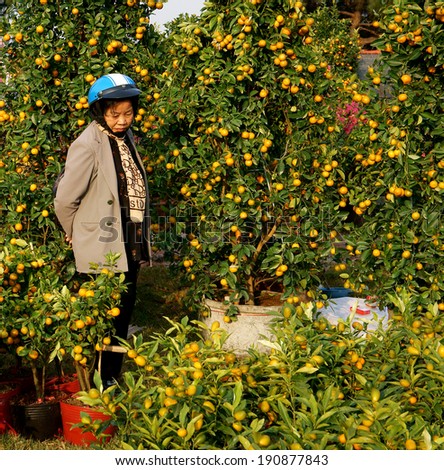 DA LAT, VIET NAM- JAN 26: Vietnamese consumer choose citrus tree pot , trees laden with bright orange fruits at open air farmer market in springtime, Dalat, Vietnam, Jan 26, 2014
