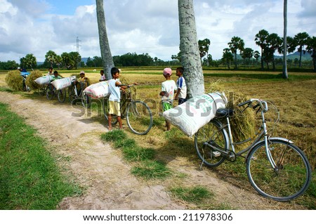 MEKONG DELTA, VIETNAM- JULY 25: Child labor at Asia countryside, group of unidentified children transport straw bag by bike from rice field, social problem at Asia poor rural, Vietnam, July 25, 2014
