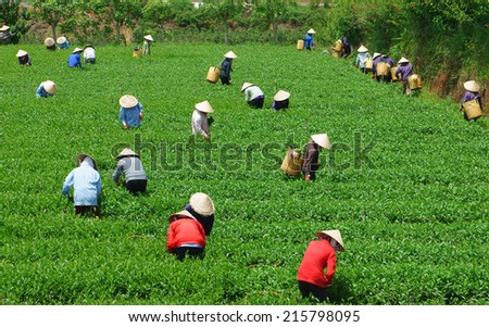 DALAT, VIETNAM- SEPT 3: Crowd of tea picker picking tea leaf on plantation, Vietnamese farmer  working on sunny day, green scene of farm, group worker, row of tree, mountain, Viet Nam, Sept 3, 2014