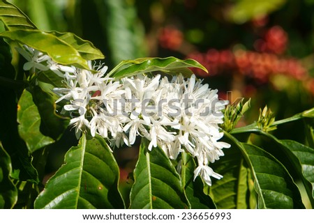 Coffee tree with white coffee flower on cafe plantation, cafe is main plant at basalt soil like Bao Loc, Lam Dong, Viet Nam, and coffee is Vietnam agriculture product to export