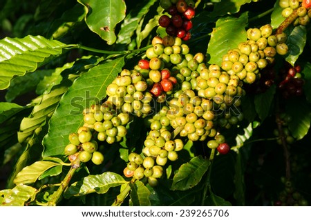 Coffee tree with coffee bean on cafe plantation, cafe is main plant at basalt soil like Bao Loc, Lam Dong, Viet Nam, and coffee is Vietnam agriculture product to export