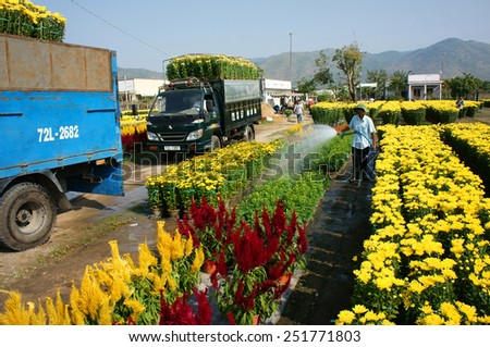 BA RIA, VIET NAM- FEB 11: Spring flower for Vietnam Tet, Asian farmer working on agriculture field to water for plant, people harvest yellow flower, transport to market by truck, Vietnam, Feb 11, 2015