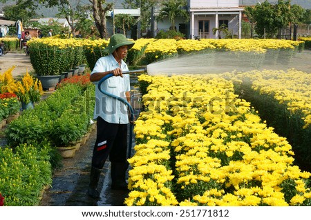 BA RIA, VIET NAM- FEB 11: Spring flower for Vietnam Tet, Asian farmer working on agriculture field to water for plant, people harvest yellow flower, transport to market by truck, Vietnam, Feb 11, 2015