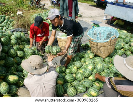 DONG THAP, VIET NAM- JULY 27: Group of Asian farmer working on agriculture field, Vietnamese man harvesting watermelon on water melon plantation to sale for trader, Dongthap, Vietnam, July 27, 2015