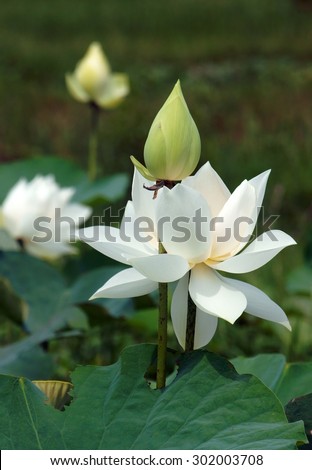 Vietnamese flower, pure white lotus flower, symbol of Vietnam at Mekong Delta, closeup of beautiful blossom, flower bud ob green background
