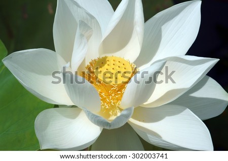 Vietnamese flower, pure white lotus flower, symbol of Vietnam at Mekong Delta, closeup of beautiful blossom, flower bud ob green background