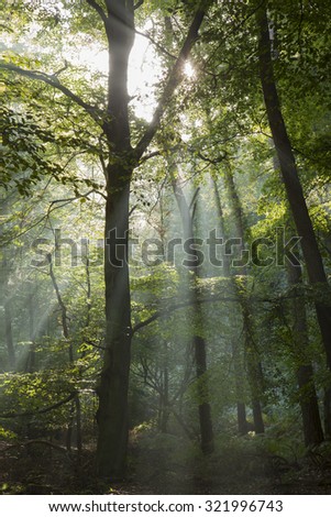 Light through tree