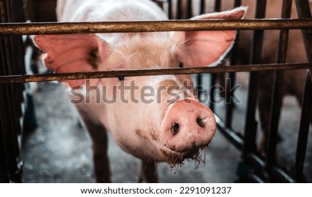 Similar – Foto Bild Ferkel schaut einem direkt an.