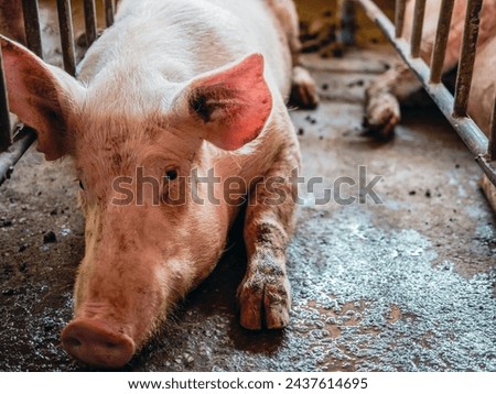 Similar – Foto Bild Ferkel schaut einem direkt an.