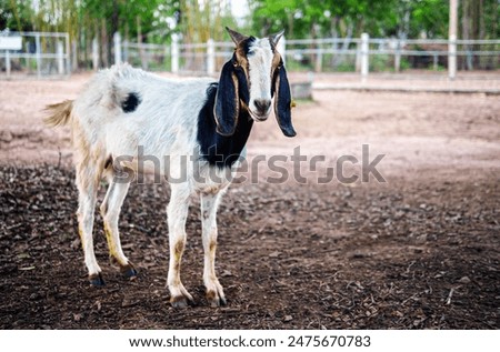 Similar – Image, Stock Photo Young goat Goats Animal